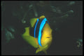 210074 Anemone Fish, Red Sea, Egypt A4 Photo Print