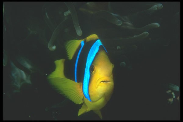 210074 Anemone Fish, Red Sea, Egypt A4 Photo Print