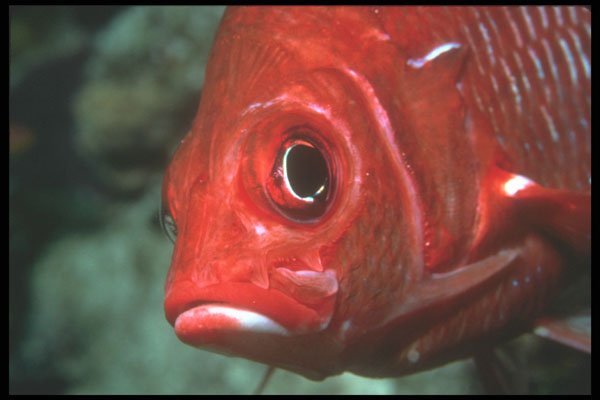 210076 Squirrelfish, Turks And Caicos, Caribbean A4 Photo Print