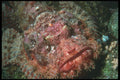 210077 Scorpion Fish, Wykya, Fiji A4 Photo Print