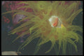 210079 Red Cave Coral Polyps, Ras Um Sidd, Red Sea, Egypt A4 Photo Print