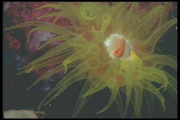 210079 Red Cave Coral Polyps, Ras Um Sidd, Red Sea, Egypt A4 Photo Print