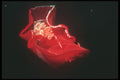 210080 Spanish Dancer Nudibranch, Red Sea, Egypt A4 Photo Print