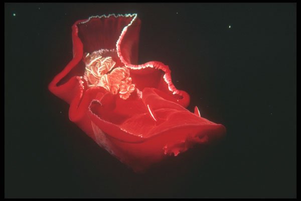 210080 Spanish Dancer Nudibranch, Red Sea, Egypt A4 Photo Print