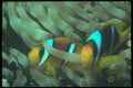 210081 Anemonefish, Red Sea, Egypt A4 Photo Print
