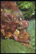 210082 Scorpion Fish, Kimbe Bay, Papua New Guinea A4 Photo Print