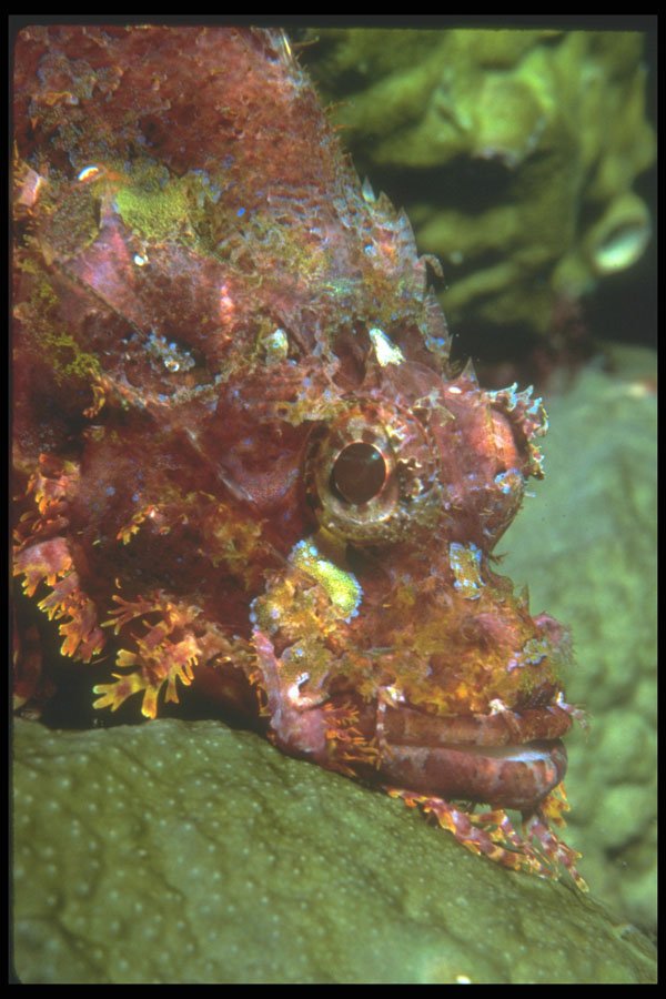 210082 Scorpion Fish, Kimbe Bay, Papua New Guinea A4 Photo Print