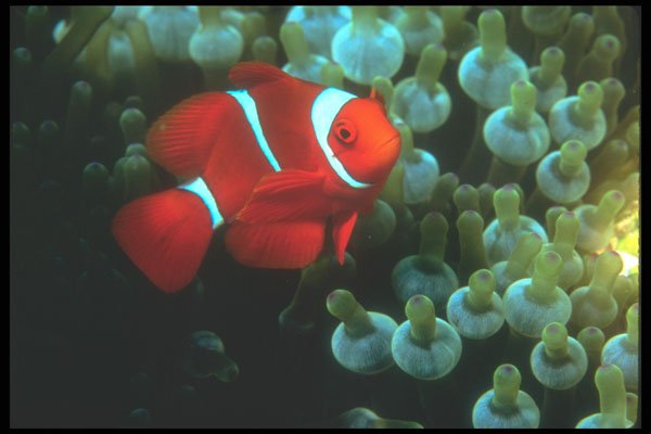 210083 Tomato Clownfish, Kimbe Bay, Papua New Guinea A4 Photo Print