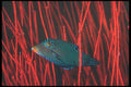 210084 Pufferfish In Whip Coral, Kimbe Bay, Papua New Guinea A4 Photo Print