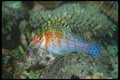 210086 Hawkfish, Taveuni, Fiji A4 Photo Print