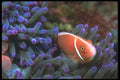 210087 Anemone Fish, Kimbe Bay, Papua New Guinea A4 Photo Print