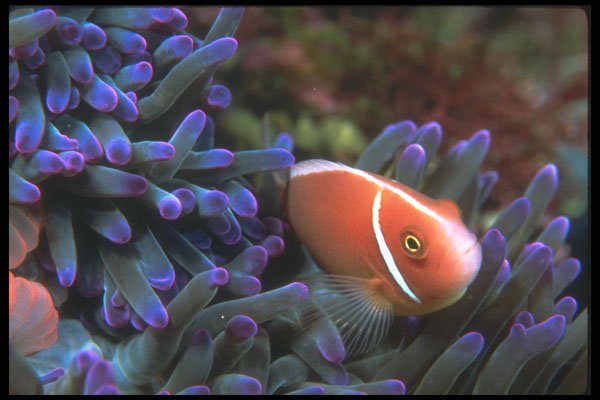 210087 Anemone Fish, Kimbe Bay, Papua New Guinea A4 Photo Print