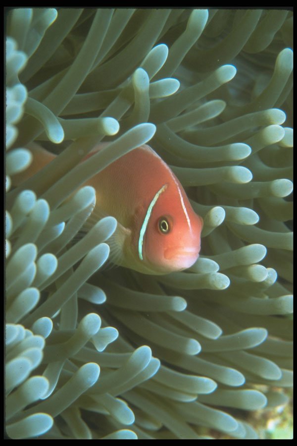 210088 Anemone Fish, Kimbe Bay, Papua New Guinea A4 Photo Print