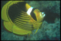 210089 Masked Butterfly Fish, Red Sea, Egypt A4 Photo Print