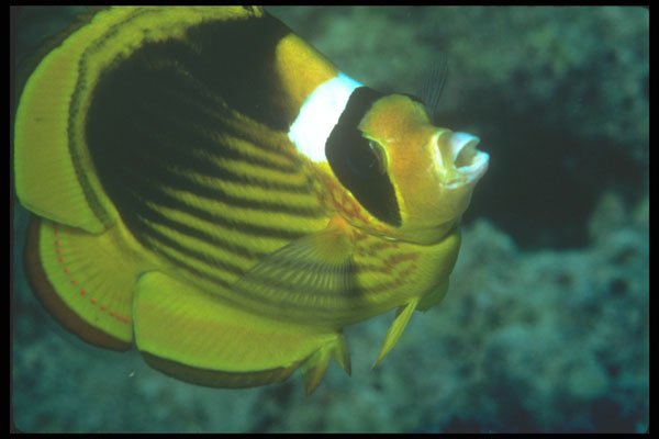 210089 Masked Butterfly Fish, Red Sea, Egypt A4 Photo Print