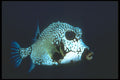 210090 Smooth Trunkfish, Bonaire, Netherlands Antilles A4 Photo Print