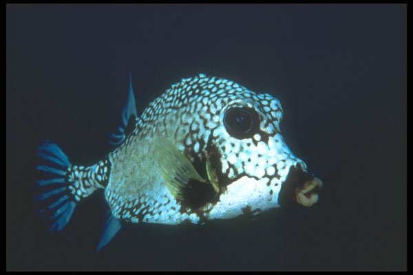 210090 Smooth Trunkfish, Bonaire, Netherlands Antilles A4 Photo Print