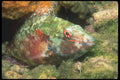 210091 Soapfish, Wykya, Fiji A4 Photo Print