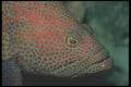 210092 Grouper, Namena, Fiji A4 Photo Print