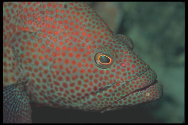 210092 Grouper, Namena, Fiji A4 Photo Print