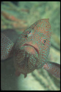 210093 Grouper, Namena, Fiji A4 Photo Print