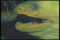 210094 Green Moray Eel, Bonaire, Netherlands Antilles A4 Photo Print