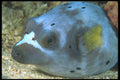 210095 Pufferfish, Red Sea, Egypt A4 Photo Print