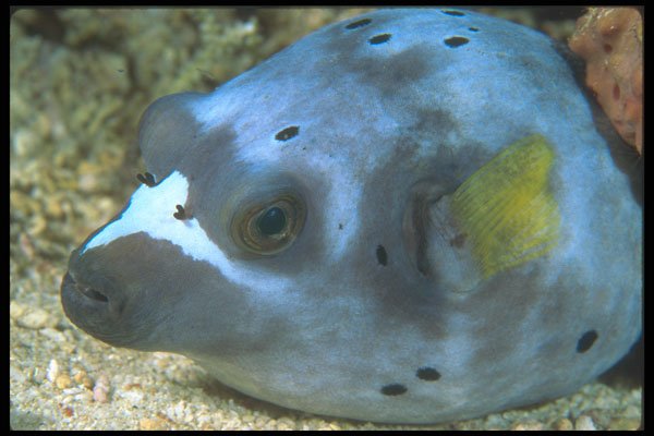 210095 Pufferfish, Red Sea, Egypt A4 Photo Print
