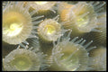 210096 Coral Polyps, Bonaire, Netherlands Antilles A4 Photo Print