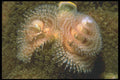 210097 Christmas Tree Worms, Bonaire, Netherlands Antilles A4 Photo Print