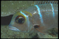 210098 Squirrelfish, Turks And Caicos, Caribbean A4 Photo Print