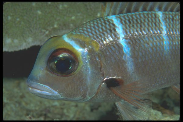 210098 Squirrelfish, Turks And Caicos, Caribbean A4 Photo Print