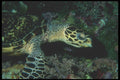 210099 Hawksbill Turtle, Kimbe Bay, Papua New Guinea A4 Photo Print