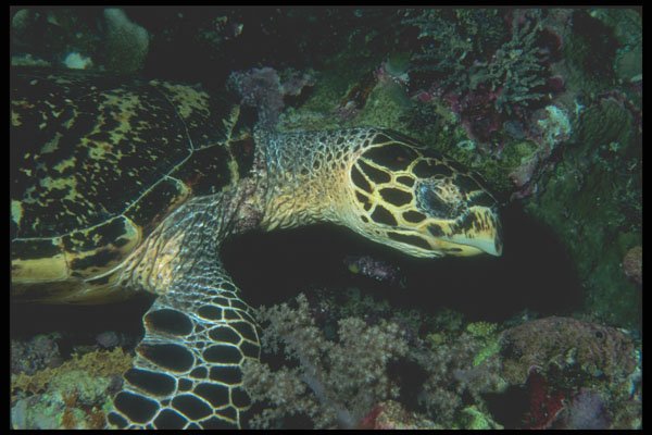 210099 Hawksbill Turtle, Kimbe Bay, Papua New Guinea A4 Photo Print