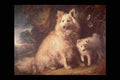 211020 Two White Dogs , England A4 Photo Print