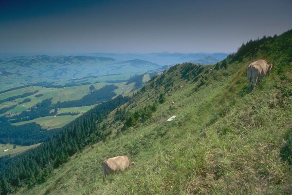 213016 Near Appenzell, Switzerland A4 Photo Print