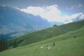 213020 Near Appenzell, Switzerland A4 Photo Print