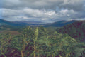 213059 Tussocks, Scotland A4 Photo Print