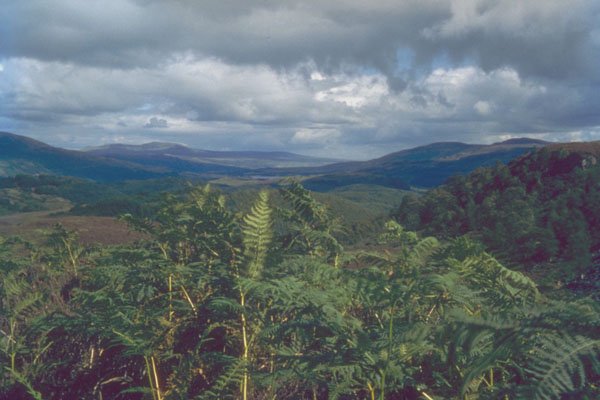 213059 Tussocks, Scotland A4 Photo Print