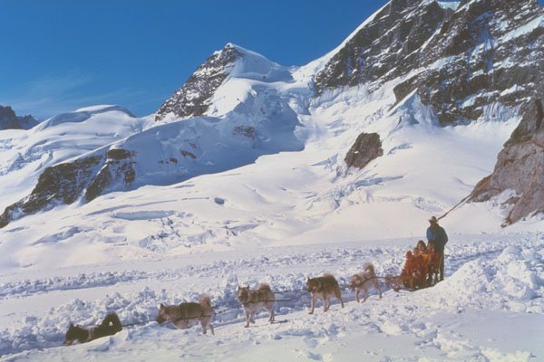 213076 Huskies, Jungfrau, Switzerland A4 Photo Print