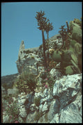 214034 Cactus Garden, Eze, Provence, France A4 Photo Print