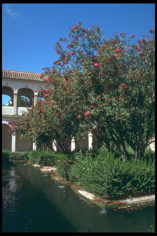 214071 Generalife, The Alhambra, Granada, Spain A4 Photo Print