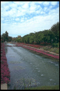 214075 Gardens Of The Alcazar, Cordoba, Spain A4 Photo Print
