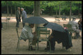 215086 Checker Players, Luxembourg Gardens, Paris A4 Photo Print