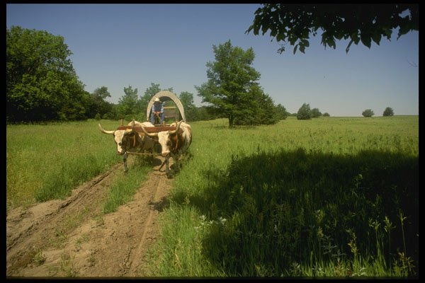 216000 Ox drawn Covered Wagon Traces, Oregon Trail A4 Photo Print