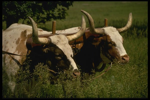 216004 Teams Of Oxen And Horses Pulled The Immigrant Wagons A4 Photo Print