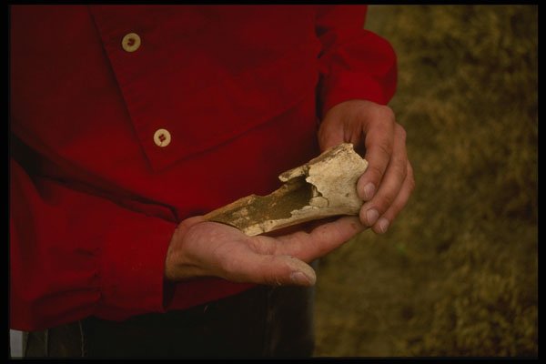 216039 A Buffalo Bone, Oregon Trail Relic A4 Photo Print