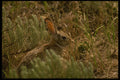 216047 A Prairie Rabbit, A Familiar Sight Along The Oregon Trail A4 Photo Print