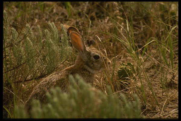216047 A Prairie Rabbit, A Familiar Sight Along The Oregon Trail A4 Photo Print