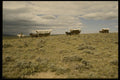 216070 Conestoga Wagon Trail Across Prairie Near Casper A4 Photo Print